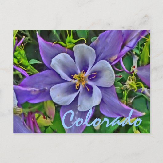 Colorado columbine briefkaart (Voorkant)