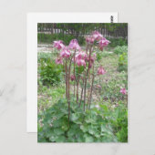 Colorado Columbine Flower Briefkaart (Voorkant / Achterkant)