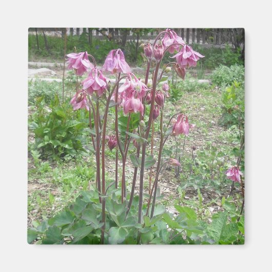 Colorado Columbine Magnet (Voorkant)