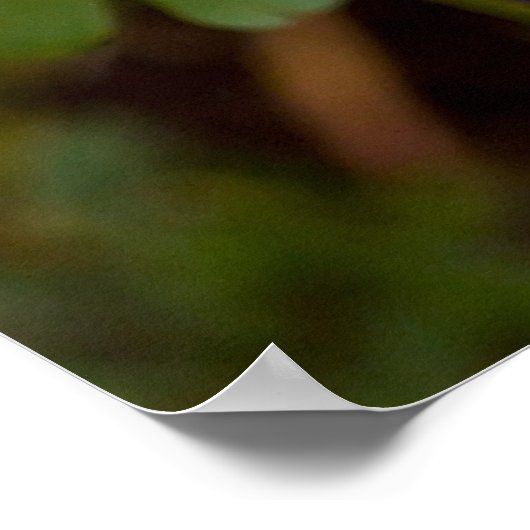 Colorado Columbine Poster (Hoek)