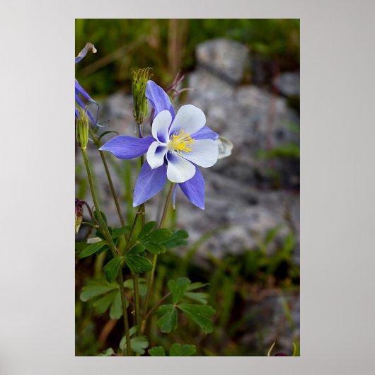 Colorado Columbine Poster (Voorkant)