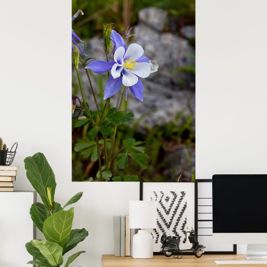 Colorado Columbine Poster (Thuiskantoor)