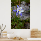 Colorado Columbine Poster (Keuken)