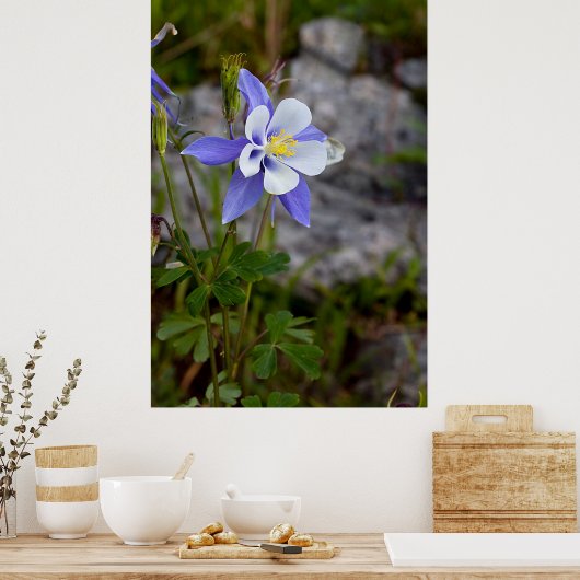Colorado Columbine Poster (Keuken)