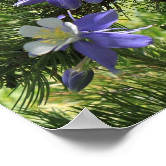 Colorado Columbine Poster (Hoek)