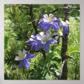 Colorado Columbine Poster (Voorkant)