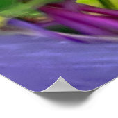 Colorado columbine poster (Hoek)