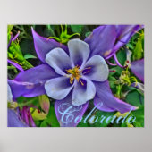 Colorado columbine poster (Voorkant)