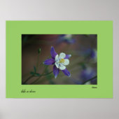 Colorado Columbine print (Voorkant)