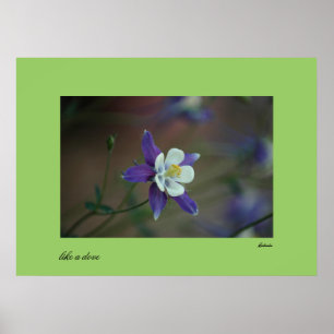 Colorado Columbine print
