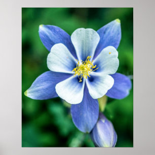 Colorado Columbine // Purplish Blue White Petals Poster