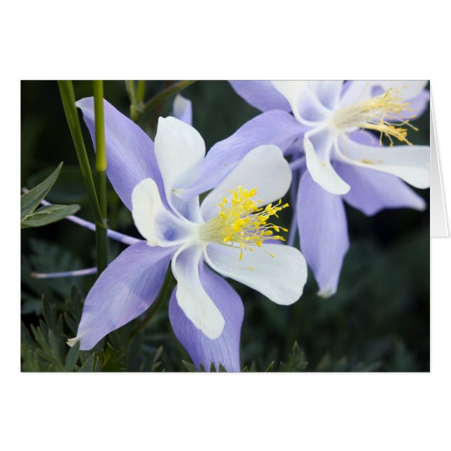 Colorado Columbines (Voorkant Horizontaal)