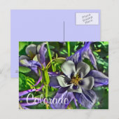 Colorado columbines briefkaart (Voorkant / Achterkant)