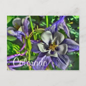 Colorado columbines briefkaart (Voorkant)