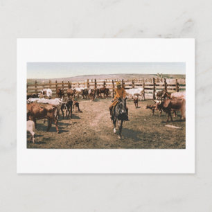 Colorado Cowboy 1904 Briefkaart