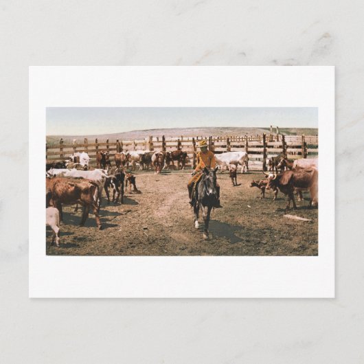 Colorado Cowboy 1904 Briefkaart (Voorkant)