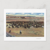 Colorado - Cowboys Rounding Briefkaart (Voorkant)