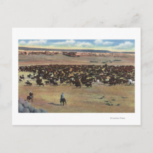 Colorado - Cowboys Rounding Briefkaart