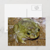 Colorado de Toad Bufo alvarius Briefkaart (Voorkant / Achterkant)
