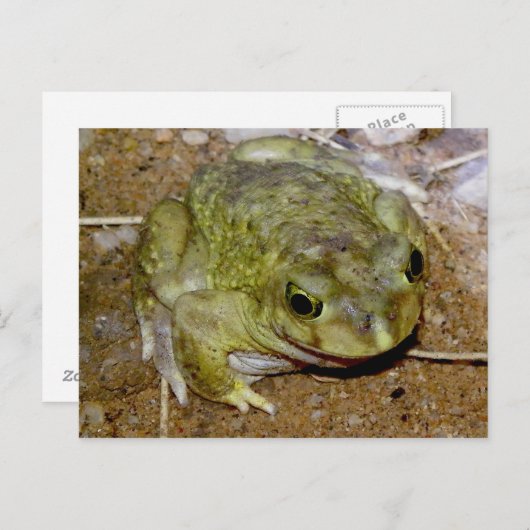 Colorado de Toad Bufo alvarius Briefkaart (Voorkant / Achterkant)