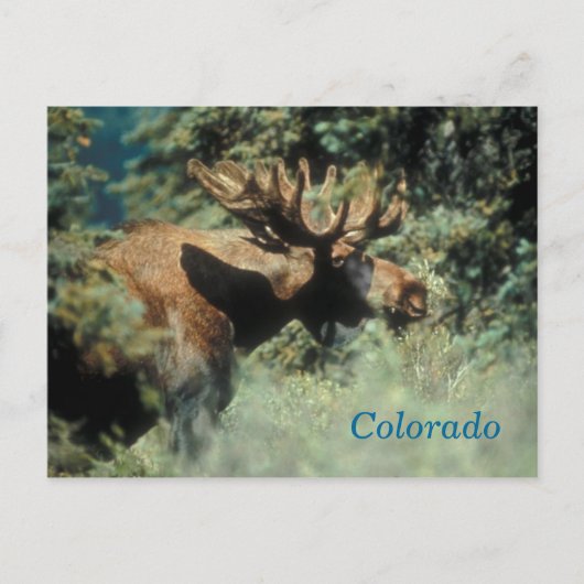 Colorado eland-postkaart briefkaart (Voorkant)