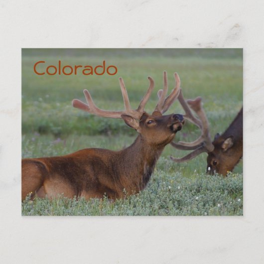 Colorado elk briefkaart (Voorkant)