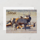Colorado Elk Briefkaart (Voorkant / Achterkant)