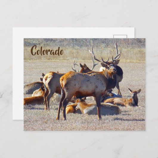 Colorado Elk Briefkaart (Voorkant / Achterkant)