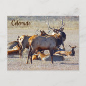 Colorado Elk Briefkaart (Voorkant)