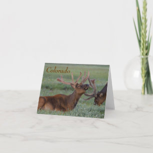 colorado elk note card kaart