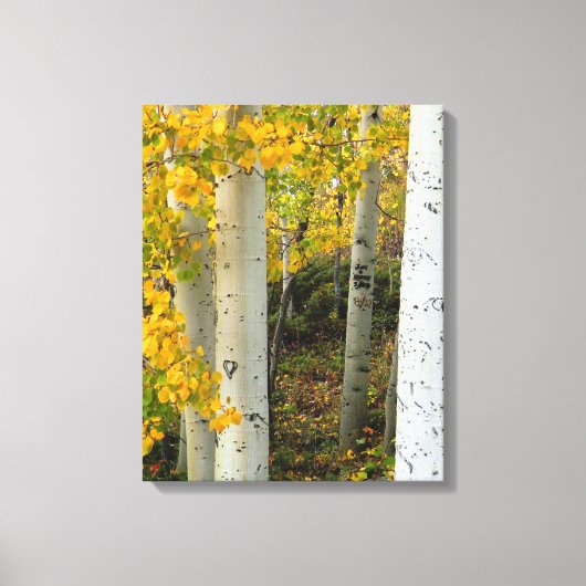 Colorado Espen Designer Ingepakt Canvas Afdruk (Voorkant)