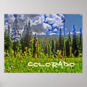 Colorado forrest schilderachtig poster (Voorkant)