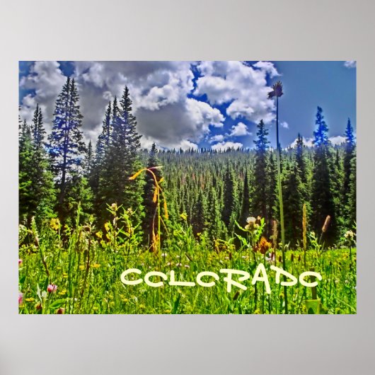 Colorado forrest schilderachtig poster (Voorkant)