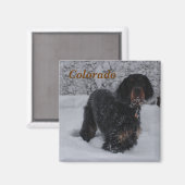 Colorado Gordon Setter Puppy Magnet (Voorkant / Achterkant)