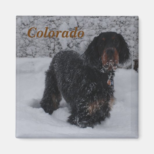 Colorado Gordon Setter Puppy Magnet (Voorkant)