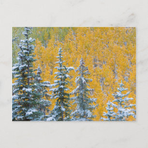 Colorado, Grand Mesa. Vroeg sneeuwval in het bos Briefkaart