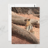 Colorado Ground Squirrel Briefkaart (Voorkant / Achterkant)