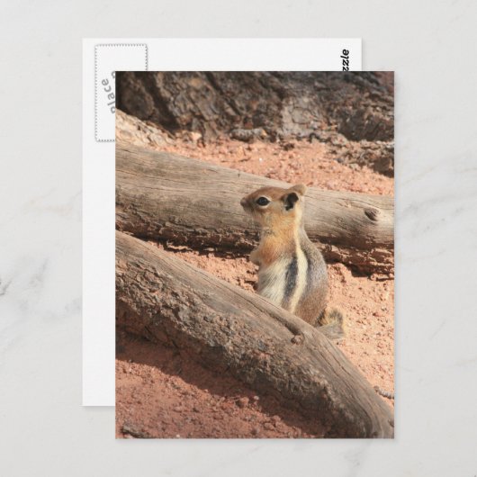 Colorado Ground Squirrel Briefkaart (Voorkant / Achterkant)