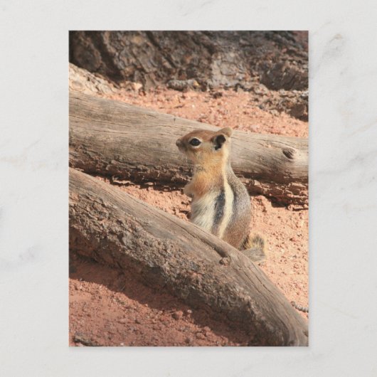 Colorado Ground Squirrel Briefkaart (Voorkant)