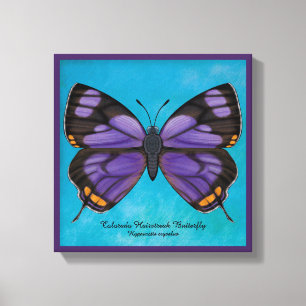 Colorado Hairstreak Butterfly Canvas Afdruk