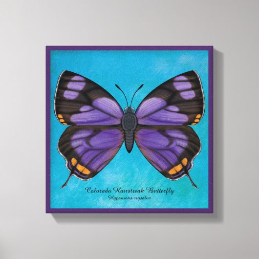 Colorado Hairstreak Butterfly Canvas Afdruk (Voorkant)