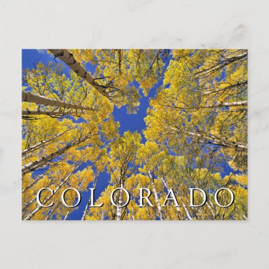 Colorado Herfst | Aspen bos in de herfst Briefkaart (Voorkant)