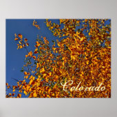 Colorado herfst aspen poster (Voorkant)
