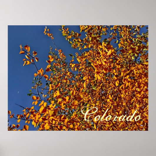 Colorado herfst aspen poster (Voorkant)