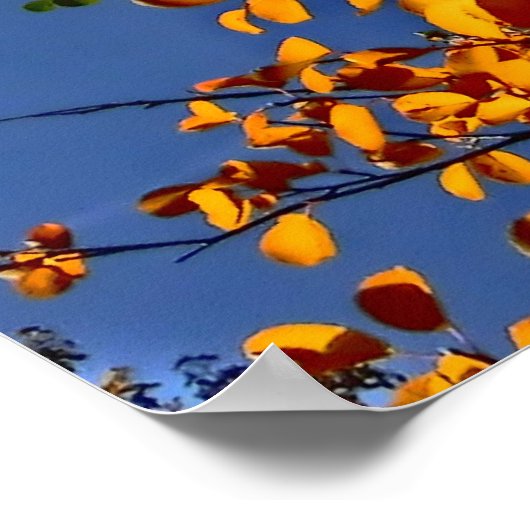 Colorado herfst aspen poster (Hoek)