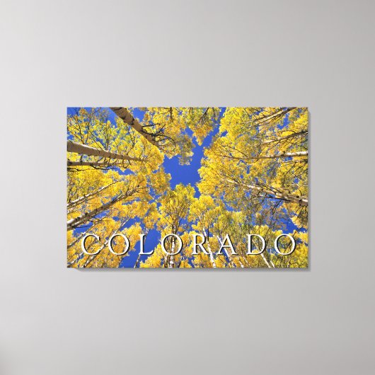 Colorado herfst | Espenbos in de herfst Canvas Afdruk (Voorkant)