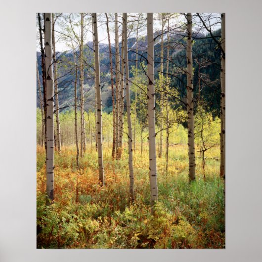 Colorado, herfstkleuren van espbomen poster (Voorkant)