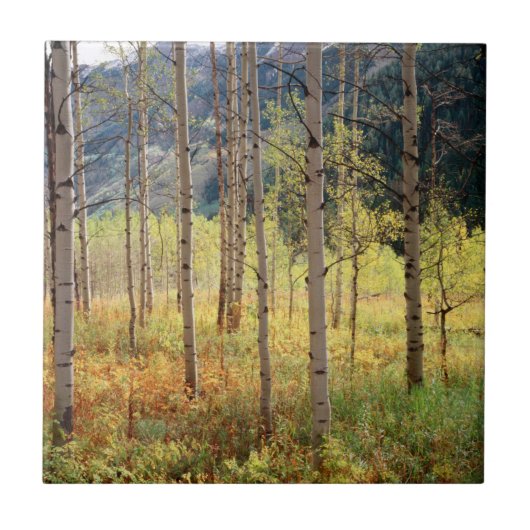 Colorado, herfstkleuren van espbomen tegeltje (Voorkant)