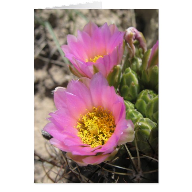 Colorado Hookless Cactus (Voorkant)