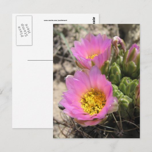 Colorado Hookless Cactus Briefkaart (Voorkant / Achterkant)